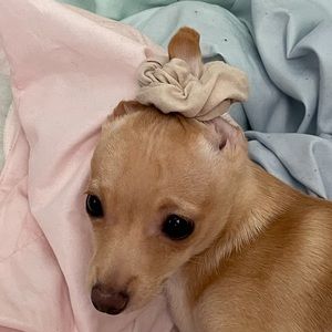 Meet your Posher, Emma